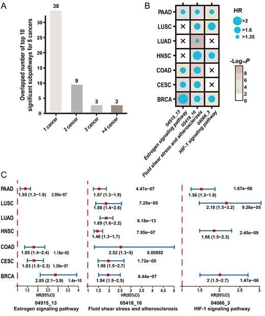(A) Comparison of the top 10 most significant subpathways for each of eight cancers cancer identified by CNA2Subpathway. (B) Dot plot of univariate HRs and P-values for the three highly overlapped subpathways associated with patient outcome (HR > 1.3, P < 0.01) in their respective cancers but STAD. (C) Forest plot showing HR and 95% CI for the three overlapped subpathways across seven cancers except for STAD. HR, 95% CI, and P-values are calculated by using the univariate Cox proportional hazards regression model.