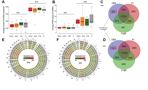 LncRNA features of CEN, F1 and F1SP in two regions. (A and B) Comparisons of the average numbers of lncRNA expressed (A) and average expression level of lncRNAs (assessed by FPKM values) in each group (B): no significant difference was observed among CEN_F (female CEN), CEN_M (male CEN), F1 and F1SP groups in neither N-Hn nor S-Hn, but more lncRNAs with higher expression levels were detected in S-Hn individuals than N-Hn’s; (C and D) Circos plots of average lncRNAs expression levels in four groups of N-Hn (C) and S-Hn (D). I represents chromosome location of human lncRNAs, II, III, IV and V represent CEN (male + female), male CEN, F1SP and F1 groups, respectively; (E and F) Venny diagrams of expressed lncRNAs in CEN, F1 and F1SP groups from N-Hn (E) and S-Hn (F) regions. In N-Hn samples, 17 531 lncRNAs are detected in all three groups, 950 lncRNAs are exclusively expressed in CEN; similar with N-Hn, 17 532 lncRNAs are commonly expressed in CEN, F1 and F1SP groups of in S-Hn, and 1081 lncRNAs are non-expressed in F1 and F1SP. There are 106 lncRNAs unique to CEN groups in both S-Hn and N-Hn.