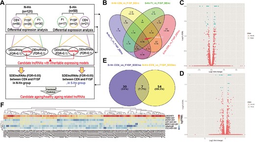 Identification of candidate aging/heathy aging-related lncRNAs (car-lncs). (A) Workflow of analyzing lncRNAs in 171 individuals from longevous families; (B) Venny diagram of DElncRNAs (FDR < 0.1) among different groups and regions (‘N-Hn CEN_vs_F1SP_ DElnc’ means DElncRNAs between CENs and F1SP in N-Hn region, and so on). F1SP as the controls were compared separately with F1s and CENs to get DElncRNAs. In N-Hn region, nine lncRNAs are dysregulated in both F1 and CEN comparing with F1SP group; using the same method, seven dysregulated lncRNAs were found in S-Hn individuals, of which one lncRNA is overlapped with N-Hn’s; (C and D) Volcano plot of lncRNAs expression by comparing CEN and F1SP in N-Hn (C) and S-Hn (D): blue spots are SDElncRNAs; (E) Venny diagram of SDElncRNAs (FDR < 0.05) between CEN and F1SP in N-Hn and S-Hn regions: 61 SDElncRNAs were identified in N-Hn samples and 41 in S-Hn, among which 7 lncRNAs are overlapped; (F) Heatmap was plotted to visualize the expression of 7 overlapped SDElncRNAs in the blood samples of individuals: 100 randomly selected individuals (the number that ahead of ‘_CEN/F1/F1SP’ is a serial number for each sample; ‘F’ and ‘M’ means female and male, respectively). The deeper red indicates higher expression, while the deeper blue indicates lower expression levels.