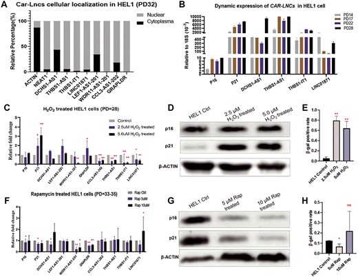 Dynamic expression of eight car-lncs in HEL-1 cells. (A) Subcellular localization of eight car-lncs in HEL-1 cells, and Neat 1 and Actin were employed as nuclear and cytoplasm controls, respectively; (B) the expressions of THBS1-IT1, THBS1-AS1, LINC01871, DCHS1-AS1 as well as p16 and p21 in HEL-1 cells change dramatically from PD14 to PD28; (C–E) Expression of p16, p21 and eight car-lncs in H2O2-induced senescence cells (C): in H2O2-treated cells, CCL3-AS1-202 and p21 express significant higher, while GRAPLDR, THBS1-IT1, THBS1-AS1, DCHS1-AS1 and LINC01871 are down-expressing than controls; (D): p21 protein is higher in H2O2-treated HEL-1 cells by western blot; (E) H2O2 treatment induced higher levels of β-gal activity. (F–H) Expression of p16, p21 and eight car-lncs in HEL-1 cells with rapamycin treatment (F): comparing with controls, p16, p21 and DCHS1-AS1 express lower while WDR11-AS1-201, LINC01871 and GRAPLDR have higher expression in HEL-1 cells that treated with 5 or 10 μM rapamycin; rapamycin inhibited the p16, p21 protein (G) as well as β-gal activity (H).