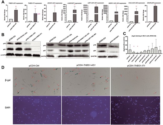 Overexpressing of the eight car-lncs in HEL-1 cells show that higher expression of THBS1-IT1 and THBS1-AS1 can attenuate cellular senescence ((pCDH-ctr: control, pCDH-THBS1-IT1: THBS1-IT1-stable-overexpression cell, and so on) (A): Q-RT–pcr results of eight car-lnc-overexpressing stable cell lines; (B): western blot results of p16 and p21 in eight car-lnc-overexpressing stable cell lines indicate that overexpression of either THBS1-IT1, THBS1-AS1 or LINC01871 significantly decrease the p16 and p21 protein; however, GRAPLDR overexpression promote p16 and p21 protein levels; (C): Decreased β-gal activity was observed in THBS1-IT1/THBS1-AS1-overexpressing cells. (D): Images of β-gal staining and DAPI staining in controls and THBS1-IT1/THBS1-AS1-overexpressing cells. DAPI staining was utilized to dye live and dead cells for counting total cell numbers: red arrow points to β-gal–positive cell.