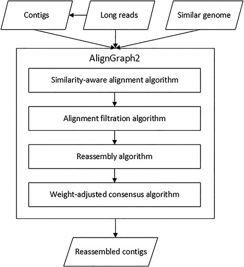 Overview of the AlignGraph2 pipeline. AlignGraph2 is inputted with the initial long reads, assembled contigs from the long reads, and a genome similar to the target genome. AlignGraph2 processes the inputs with four algorithms: similar-aware long read alignment algorithm, alignment filtration algorithm, reassembly algorithm and weight-adjusted consensus algorithm. Finally, AlignGraph2 outputs the reassembled contigs.