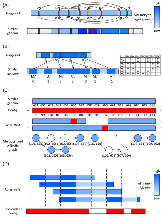 Illustration of the four algorithms in AlignGraph2. (A) Similarity-aware alignment algorithm. The read has a candidate alignment to the similar genome, and different regions of the similar genome have different similarities to the target genome. As shown in the color bar on the right, each similar genome region’s darkness indicates its similarity to the target genome. Different aligned $k$-mer are marked in different colors, and the black $k$-mer is in a relatively low similarity region, so it adds 0.9 to the other aligned $k$-mers, while the other $k$-mers add various values to the black $k$-mer depending on similarities of their genome regions. The black and red $k$-mers do not add any value to each other, because their distances in the long read and similar genome are not close. $K$-mer of the highest score is used to represent quality of this candidate alignment. (B) Alignment filtration algorithm. The read has regions $M_1$, $M_2$, $U_1$ and $U_2$ aligned to the similar genome, and region $M_1$ has three alignments $M_1^{\prime}$, $M_1^{\prime\prime}$ and $M_1^{\prime\prime\prime}$ in the similar genome, region $M_2$ has two alignments $M_2^{\prime}$ and $M_2^{\prime\prime}$, and each of regions $U_1$ and $U_2$ has one alignment $U_1^{\prime}$ and $U_2^{\prime}$, respectively. The regions and alignments are indicated in dark blue. As shown in the table on the right, the alignments $M_1^{\prime}$, $M_1^{\prime\prime}$, $M_1^{\prime\prime\prime}$, $M_2^{\prime}$, $M_2^{\prime\prime}$ as well as $U_1^{\prime}$ and $U_2^{\prime}$ add 1 or 0 to each other, depending on their distances and the corresponding regions’ distances. $M_1^{\prime\prime}$ and $M_2^{\prime}$ have the highest scores, so the other alignments $M_1^{\prime}$, $M_1^{\prime\prime\prime}$ and $M_2^{\prime\prime}$ are filtered as false ones. (C) Reassembly algorithm. The long reads and contig are aligned to the similar genome, and a multipositional A-Bruijn graph is constructed from the aligned long reads. In each vertex of the graph, only the alignment positions are listed for simplicity. The long reads contains sequencing errors indicated in red, and result in missing $k$-mers or vertices in the multipositional A-Bruijn graph. The missing vertices (106, 659) and (107, 660) in the lower read are complemented by an edge marked with number of the missing vertices. The missing vertices (102, 655) and (103, 656) in the upper read are complemented in the lower read and thus present in the graph. The graph is traversed to generate the reassembled contigs. (D) Weight-adjusted consensus algorithm. The long reads are aligned to the reassembled contig with gaps in white. The long reads are split into blocks, so that the different regions have different alignment identities, and as shown in the color bar on the right, each long read region’ darkness indicates its alignment identity. The alignment identities are taken into consideration to calculate the consensus, and then to fill in the contig gaps.