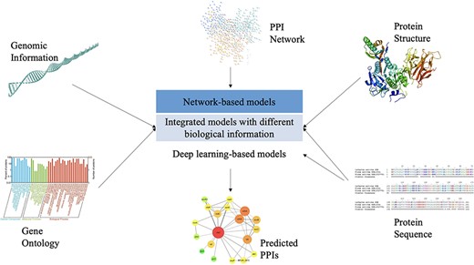 An illustration of biological knowledge used by different computational models for PPI prediction.