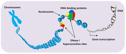 Schematic diagram of DNase I hypersensitive site in genome.
