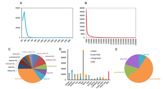 The information of DHSs in mouse genome. The length distribution of DHSs (A). The distance distribution between two adjacent DHSs (B). The proportion of cell types in the benchmark dataset (C). The proportion of different developmental stages in the benchmark dataset of each cell type (D). The proportion of different developmental stages in the benchmark dataset (E).