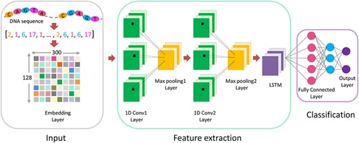 Visualization of the detailed architecture of iDHS-Deep.