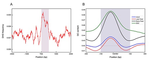 The distribution of DHS on known genes (A) and the distribution of GC-content along DHS sequences for four developmental stages (B).