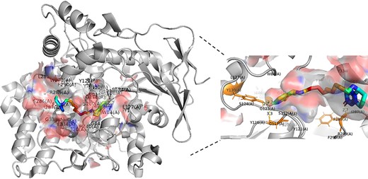 Cartoon representation of acetylcholinesterase (PDB code: 1H22) binding ligand inhibitor E10. The hydrogen bonds between pocket and ligand are showed in the enlarged figure. The ligand is represented by sticks and colored in rainbow, the pocket is represented by surface and colored in blend, and the protein is colored in gray. The yellow dotted line denotes the hydrogen bonds between ligand and binding pocket. The residues of the pocket that interact with ligand are colored in orange.