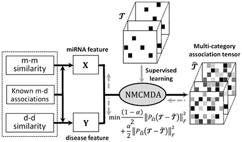 The general flowchart of MCMDA, which is mainly composed of two steps: (Step1) The feature representation learning modular learns miRNA and disease latent representations with similarity information and the known associations as input. (Step2) Prediction modular yields multicategory association scores. Totally, MCMDA is formulated as a tensor completion problem with side information.