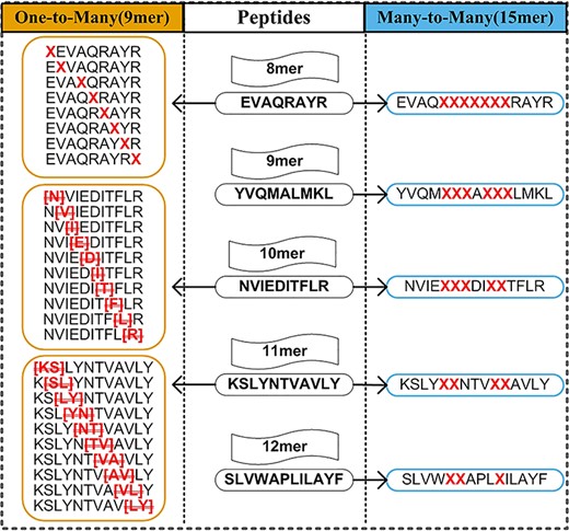 Changing length of peptides in One-to-Many and Many-to-Many strategies. For One-to-Many, 8-mer, 10-mer and 11-mer peptides are changed to 9-mer peptide by inserting ‘X’ character and deleting amino acid. For Many-to-Many, 8–12-mer peptides are changed to 15-mer peptide by inserting ‘X’ character.