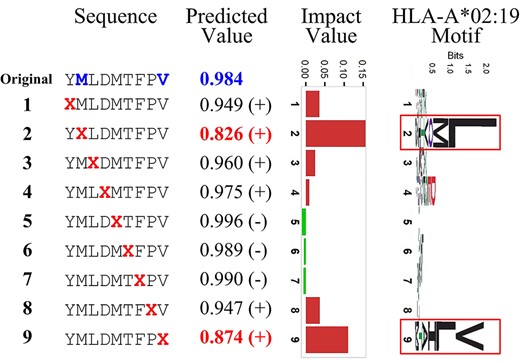 Binding prediction of BVLSTM-MHC is largely correlated with evolutionary conservation of amino acid positions. Using a 9-mer peptide of YMLDMTFPV sequence and the motif of allele HLA-A*02:19 as an example, we partially interpret the rationale of BVLSTM-MHC predicting MHC binding. For each position, we replace the amino acid with an ‘X’ character designating an unknown amino acid, thus generating 9 modulated sequences (‘Sequence’ column). BVLSTM-MHC reported a new binding probability score for each modulated sequence (‘Predicted Value’ column). The difference of MHC binding probability score between the original case and the modulated case was obtained and regarded as the impact value of each individual amino acid position (‘Impact Value’ column). Of note, we indicated decreased binding probability with red bars and increased binding probability with green bars. The two amino acid positions that displayed the highest impact values (the second and ninth positions) were highlighted in red for their predicted values. Referring to the sequence logo of the binding motif (the rightmost column), it is evident that BVLSTM-MHC model predicts binding propensity largely based on the evolutionary conservation of amino acid positions.