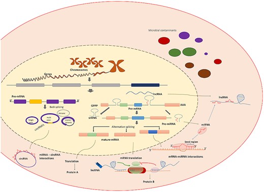 Overview of transcriptomics products and biomolecules interaction. Figure shows a variety of transcriptomics products and the role of various biomolecules interactions in the regulation of gene functionality.