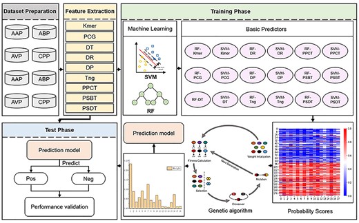 The framework of PreTP-EL. There are three main steps: (i) feature extraction. Each training or test peptide sequence is represented as nine feature vectors by nine feature extraction methods. (ii) Training phase. The nine feature vectors are fed into SVM and RF basic models for training, and then 18 individual basic predictors are constructed. The training sequences are embedded into the probability matrix based on 18 predictors, where the rows represent the probability scores obtained by the different predictors. Then, the probability matrix is fed into the genetic algorithm for training. The genetic algorithm is applied to learn the weights corresponding to the different predictors. (iii) Test phase. The therapeutic peptide sequence is predicted by Eq. (17).
