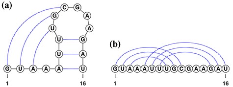 (A) A typical psudoknot structure. The dotted lines represent base pairs. (B) A linear presentation of the pseudoknot.