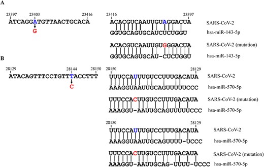 Binding details between the RNA genome of SARS-CoV-2 (in two popular mutated sites) and host miRNAs. The possible mode complementary base pairing between the regions that (A) covered the 23 403 site (gene) in wide-type and mutated strain and hsa-miR-143-5p and (B) covered 28 144 site (gene) in wide-type and mutated strain and hsa-miR-570-5p. The solid and dashed lines mean common base pairs (A-T and C-G) and wobble base pairs (G-U), respectively.
