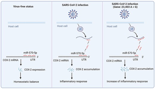 The mechanism how miRNA affect the process of virus infection in mutated SARS-CoV-2 infection. In virus-free status, miR-570-5p binding to the 3'-UTR of COX-2 mRNA leads to COX-2 normal expression and homeostatic balance in host cells; during SARS-CoV-2 infection, the virus releases its genome in host cells to captain intracellular miR-570-5p, which results in the decrease of the miRNA in COX-2 mRNA 3'-UTR and triggers to COX-2 accumulation-induced inflammatory response in lungs; during mutated SARS-CoV-2 (Gene: 23,403 A > G) infection, due to the stronger interactions between viral genome and miR-570-5p, it is followingly reduction of interactions, excessive COX-2 accumulation and enhance of inflammatory response in lungs which may cause more severe symptoms in patients.