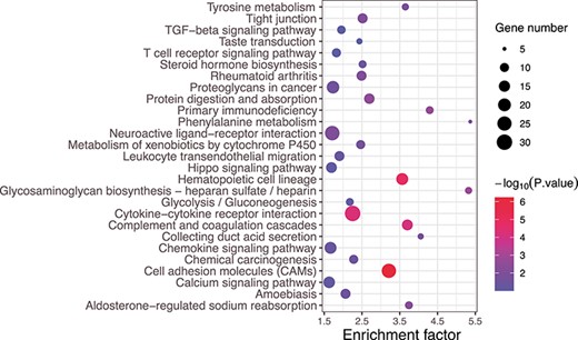 KEGG signal pathway enrichment analysis of differentially expressed mRNA on KIRC. The x-axis is the enrichment factor, which indicates the ratio of the proportion of proteins annotated to this pathway in the differentially expressed proteins to the proportion of proteins annotated to a certain pathway in the species. The larger the enrichment factor, the more reliable the enrichment significance of differential proteins in this pathway. The y-axis represents the KEGG path, and the path name is shown at the left vertical axis. The size and color of a dot represent the number of genes enriched in this pathway and the level of the $P$-value, respectively.