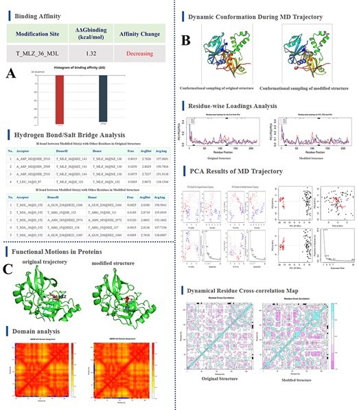 Screenshots of PTMdyna outputs. (A) ‘Interaction Analysis’ tab of output page. This tab presents binding free energy difference between unmodified and modified protein–protein complex, and hydrogen bonds between modification sites and their surrounding residues in two structures. (B) ‘Dynamic Conformation’ tab of output page. This tab shows dynamic interpolated conformations of original and modified proteins, an overview of PCA results, and their dynamical residue cross-correlation matrixes. (C) ‘Functional Motion’ tab of output page. This tab contains motion tendencies of original and modified proteins and their atomic movement similarity matrixes with domain annotation.