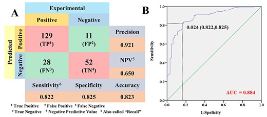 The performance of PTMdyna to qualitatively predict the change of protein–protein binding affinity induced by PTM(s). (A) The confusion matrix of predictive results in test set. (B) The ROC curve of classification of binding differences.