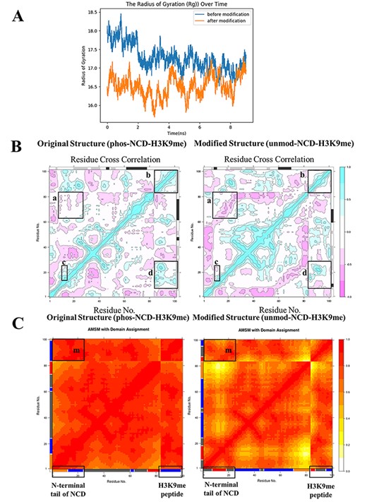 A comparison of unmod-HP1α-H3K9me and phos-HP1α-H3K9 in Rg, residue cross correlation and atomic movement similarity. (A) Rg of unmod-HP1α-H3K9m (organe) and phos-HP1α-H3K9 (blue). (B) Residue cross-correlation maps of phos-NCD- H3K9me (left) and unmod-NCD- H3K9 (right). Region a: the correlation between C-terminus of NCD (residues: 63–84) and N-terminal tail of NCD (residues: 3–22); Region b: the cross correlation of each residue in H3K9me peptide; Region c: the correlation between basic segment (residues: 6–10) of NCD and acidic segment plus four seine residues (residues: 14–22) of NCD; Region d: the correlation between H3K9me peptide and N-terminal tail (residues: 3–22) of NCD. (C) Atomic movement similarity matrixes (AMSM) with domain assignment of ophos-NCD- H3K9me (left) and unmod-NCD- H3K9me (right). Region m: atomic movement similarity between N-terminal tail of phos-NCD and H3K9me peptide.