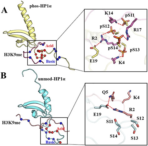 The destination structures of phos-HP1α-H3K9me and unmod-HP1α-H3K9me after MD simulations. (A) Phos-HP1α-H3K9me structure and representative interactions between phos-HP1α and H3K9me. Yellow: phos-HP1α. Magenta: H3K9me. After HP1α was phosphorylated, there were more inter-molecular interactions, including representative interactions between pS14 of HP1α and R17 of H3K9me, between pS13 of HP1α and K4 of H3K9me, between pS12 of HP1α and R2 of H3K9me, between pS11 of HP1α and K14 of H3K9me, and between E19 of HP1α and R2 of H3K9me. (B) Unmod-HP1α-H3K9me structure and representative interactions in unmod-HP1α-H3K9me. Cyan: unmod-HP1α. Pink: H3K9me. Compared to phosphorylated HP1α-H3K9me, there are less inter-molecular interactions between HP1α and H3K9me when N-terminal tail of HP1α is unmodified. Representative interactions contained the one between E19 of HP1α and Q5 of H3K9me, and the one between E19 of HP1α and R2 of H3K9me.