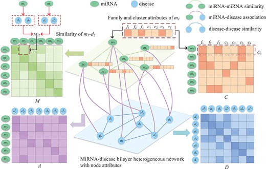 Bilayer heterogeneous network with node attributes composed of miRNA–miRNA similarity, miRNA–disease association and disease–disease similarity.