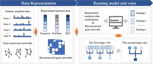 Overview of our method. First, we collect mutation data of $33$ kinds of cancer from TCGA and 5 gene interaction networks from previous papers. Next, we represent mutation data in feature scores (Frequency, PolyPhen, SIFT) and reconstruct gene networks in undirected graphs. Then, represented mutation data combinations and reconstructed gene networks are regarded as inputs of an iterative framework to get multiple rankings. Finally, a two-stage vote is applied to rankings above for the final ranked gene list.