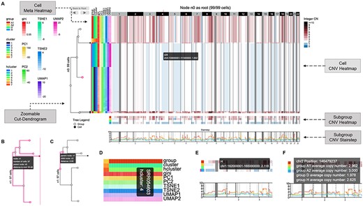 CNV view interface (https://sc.deepomics.org/oviz-project/analyses/view). (A) The full display of CNV view on demo data TNBC_T10. From left to right are zoomable cut-dendrogram, cell meta heatmap and cell CNV heatmap. Subgroup CNV heatmap and stairstep located in the bottom layers. The cell CNV heatmap exhibits the CN of single cells across the entire genome, with single cells as rows and genomic regions as columns. The blue, white and dark red tiles represent CN loss, neutral and gain. Gray tiles denote the CN of the corresponding genomic region is not available. The cut-dendrogram and CNV heatmap indicate two amplified tumor clumps (colored red), and one subclone exhibits loss of heterogeneity (colored with white and blue). When the mouse cursor hovers on the cell CNV heatmap, the tooltip will display the genome position and the CN of a unit. The name of the corresponding leaf node in the cut-dendrogram will also be shown. Furthermore, the genome position, the leaf node and the range of leaf nodes will be highlighted. (B) Zoomable cut-dendrogram node. The tooltip will display the name of the current node, the number of cells in it, the parent node of it and the distance between it and the root node. Further, the subtree and the covered cell range of the current node will be highlighted. (C) Zoomable cut-dendrogram branch. The tooltip will display the names of the associated parent and child nodes and their branch distance. The branch, the parent node and the child node will be highlighted. (D) Cell meta heatmap. The tooltip will display the cell ID and meta-label of a unit. (E) Subgroup CNV heatmap. The tooltip will display the genome position, the CN and the subgroup name. (F) Subgroup CNV stairstep. The tooltip will display the genome position and the average CN of cells for all subgroups.