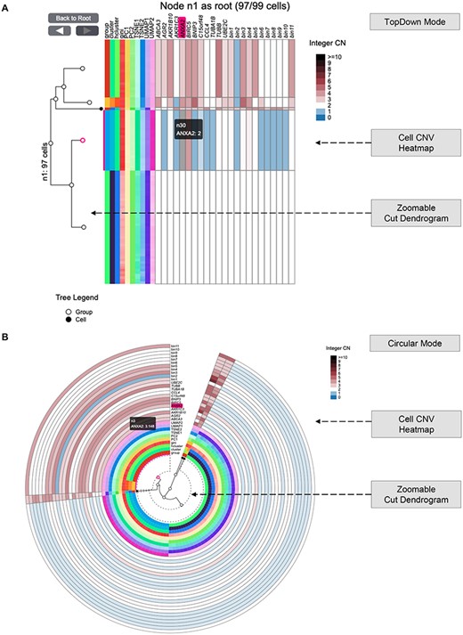 Cell Phylogeny interface (https://sc.deepomics.org/oviz-project/analyses/cell_phylogeny). (A) The display of Cell Phylogeny in top-down mode on demo data TNBC_T10. It shows that the CN of genes (e.g. ANXA2) and genomics bins vary between cell clumps. (B) The display of Cell Phylogeny in circular mode on demo data TNBC_T10. When the mouse cursor hovers on the cell CNV heatmap, the tooltip will display the column name of a unit (such as gene or bin region) and its corresponding leaf node in the cut-dendrogram. Furthermore, the column name, the leaf node and the leaf node’s range will be highlighted.