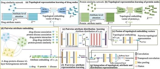 The framework of the proposed GVDTI model, take ${r_{1}}$ and ${p_{2}}$ as examples. The topological embedding vector of each drug or protein node is learned by a graph convolutional autoencoder (a) and (b), and the multi-layer convolutional neural network is used to fuse the topology embedding of ${r_{1}}$ - ${p_{2}}$(c). (d) A tri-layer heterogeneous network is constructed, and the proposed embedding strategy is used to form an attribute-embedding matrix of ${r_{1}}$ - ${p_{2}}$. (e) Pairwise attribute distribution representation is extracted using a convolutional variational autoencoder. (f) Pairwise attribute representation is obtained by multi-layer convolutional coding. (g) Fusion of the three pairwise representations, attention-enhanced topological representation, attribute distribution and attribute representation.