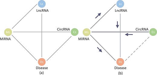 The example of circRNA-disease knowledge graph.