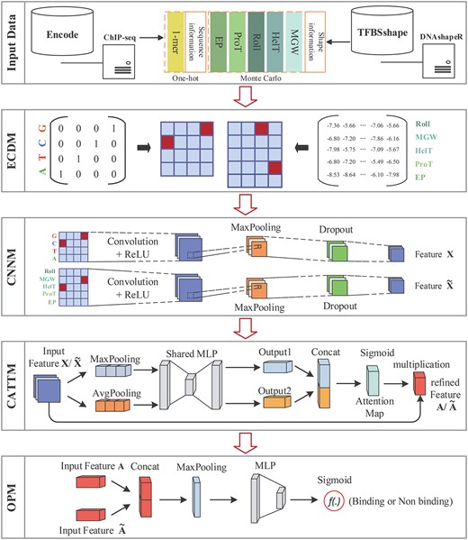 The architecture of our proposed model D-SSCA. The top part indicated the input data of D -SSCA. The second part ECDM is to converse sequence and shape profiles into feature matrix. The middle part is CNNM, which is useful to capture latent features from multi-dimensional biological profiles. The fourth part CATTM boosts the representation power by adaptive feature refinement. Finally, the bottom part OPM converts feature maps into final prediction.