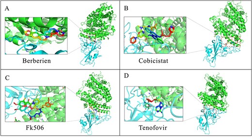 Molecular docking results for Berberine, cobicistat, FK506 and Tenofovir bound with SARS-CoV-2 spike protein/ACE2.