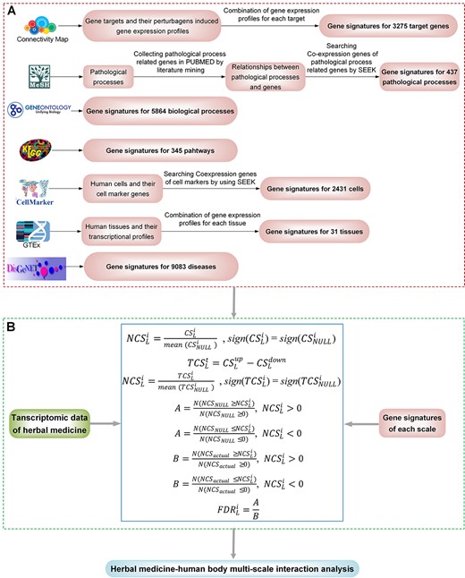 Scheme of the TMNP. (A) The curated gene signatures for seven biological scales including target genes, biological processes, pathways, pathological processes, cells, tissues and diseases. (B) Algorithms for multi-scale association analysis between query transcriptional profiles and multi-scale gene signatures.
