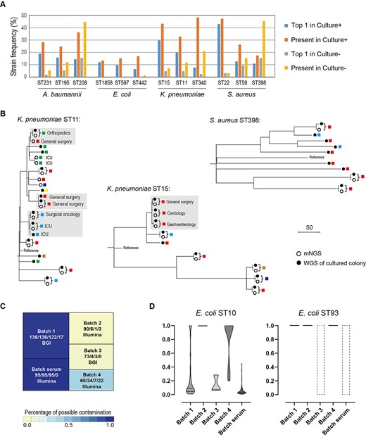 Identification of prevalent strains across samples. (A) The frequencies of the prevalent strains in both culture-positive and culture-negative specimens. ‘Top1’ indicates that the strain is the most abundant strain; ‘present’ indicates that the strain accounts for >10% of the species by abundance. (B) SNV-based phylogenetic tree of strains inferred from metagenomics samples (solid circle) and the cultured isolates (hollow circles). Isolates that are recovered from different patients and have their genetic relatedness <5 SNVs are highlighted with a gray box. Only specimens with the sequencing coverage of the four species >10× are included. (C) Treemap of E. coli ST10 (comprising K-12) and ST93 (comprising BL21) in culture-negative specimens. A total of four sequencing batches are involved in this study, and the corresponding sequencing platform (Illumina or BGI) is marked. The total number of specimens, the number of specimens including E. coli, and the number of specimens including ST10 and ST93 E. coli are marked, respectively. A batch of 95 human serum mNGS datasets is also included in the analysis (SRP182938). (D) The ratios are being removed as contaminants by MicroDecon software. The dashed boxes indicate that ST10 or ST93 is not present in the batches, and therefore decontamination is not applicable for them.
