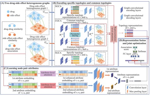 Framework of the proposed GCRS model. (A) construct two drug-side effect heterogeneous graphs based on two kinds of drug similarities (B) encode specific topologies and common topologies of drug and side effect nodes (C) learn attributes of ${r_i}$-${s_j}$ pair (D) fusion multiple representations for final drug-side effect association prediction.