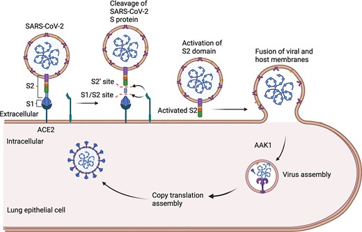 Entry of SARS-CoV-2 into host cells. SARS-CoV-2 spike (S) glycoprotein binds to the ACE2 receptor on the host cell surface.