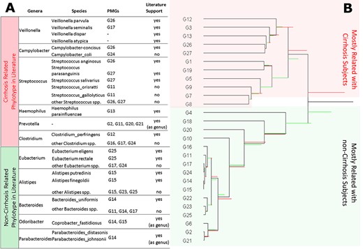 Species mentioned in the literature as associated with cirrhosis and non-cirrhosis samples take place on the different side of the first balance of the CODA dendrogram. (A) Cirrhosis and non-cirrhosis related genera mentioned in the literature are listed. Then, species exist in cirrhosis dataset belong to each genus are listed. In which $\textrm{PMG}$s those species are located is determined. If there is a research that mentions a species specifically associated with cirrhosis, then literature support is marked as ‘yes’. Some phylotypes are only associated with cirrhosis as genus, so they are marked ’yes (as genus)’ under the literature support column. (B) CODA dendrogram of $\textrm{PMG}$s for the cirrhosis dataset. Red and green horizontal bars on the CODA dendrogram represent the cirrhosis and non-cirrhosis samples, respectively. The length of each colored horizontal bar is proportional to the balance contribution to the total variance of the sample. Cirrhosis-related genera mentioned in the literature are mostly placed at the bottom of the CODA dendrogram, whereas non-cirrhosis related genera mentioned in the literature are mostly placed in the upper side of the CODA dendrogram.