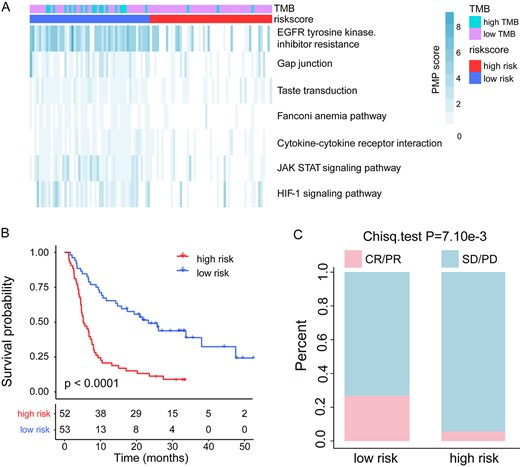 Prediction of clinical outcomes with the pathway-based risk score model in melanoma. (A) PMPscore heatmap of candidate pathways. (B) Kaplan–Meier survival curves of OS comparing the high- and low-risk groups from the melanoma training cohort. (C) Comparison of the ORR between the high- and low-risk groups from the melanoma training cohort.