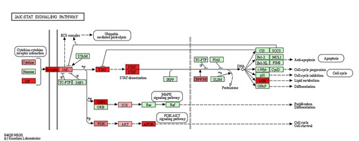 JAK–STAT signaling pathway map marked with mutation genes. Red nodes indicate that the genes are mutated, and the higher the mutation frequency, the darker the color.