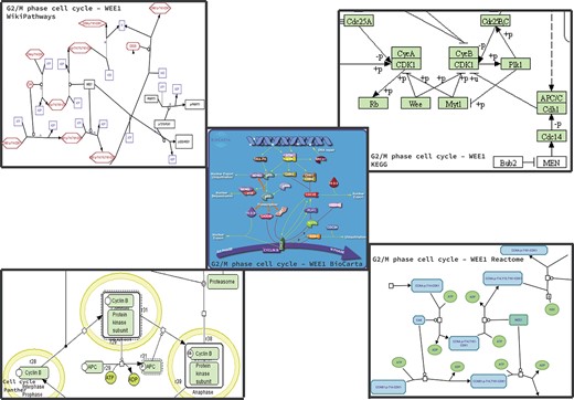 Homo sapiens Cell Cycle pathway maps downloaded from the BioCarta, KEGG, Panther, Reactome and WikiPathways databases. The pathway was not present in HumanCyc. It is worthy to note that, in addition to the graphic differences in the representation of arcs and nodes, proteins, metabolites and enzymes are also represented differently.