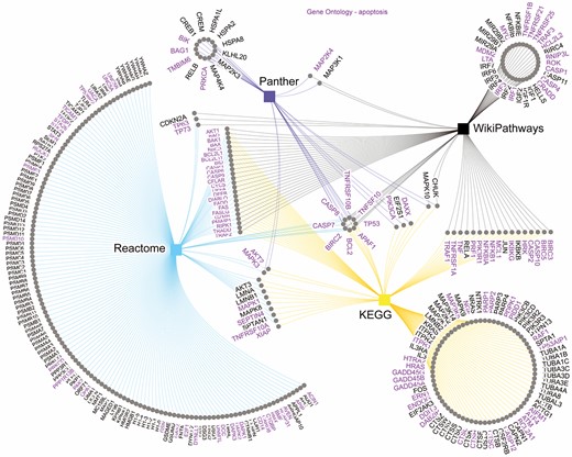 Genes annotated with apoptosis pathway across KEGG, Reactome, Panther and WikiPathways databases. The purple genes are annotated with Gene Ontology Apoptotic Process. Edges color resemble the color of the database nodes, indicating which database each gene is present in. Nodes connected by only one edge represent genes present only in one database. As visible, only eight genes are annotated with apoptosis pathway in all four databases.