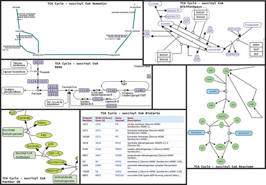 Homo sapiens TCA Cycle pathway maps downloaded from BioCarta, HumanCyc, KEGG, Panther, Reactome and WikiPathways databases. For BioCarta there was no map available, but only the list of genes annotated with TCA cycle. It is worthy to note that, in addition to the graphic differences in the representation of arcs and nodes, proteins, metabolites and enzymes are also represented differently.