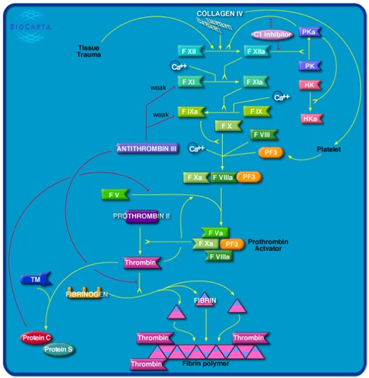 Homo sapiens Extrinsic Prothrombin Activation pathway map downloaded from BioCarta database. Link: https://data.broadinstitute.org/gsea-msigdb/msigdb/biocarta/human/h_extrinsicPathway.gif.