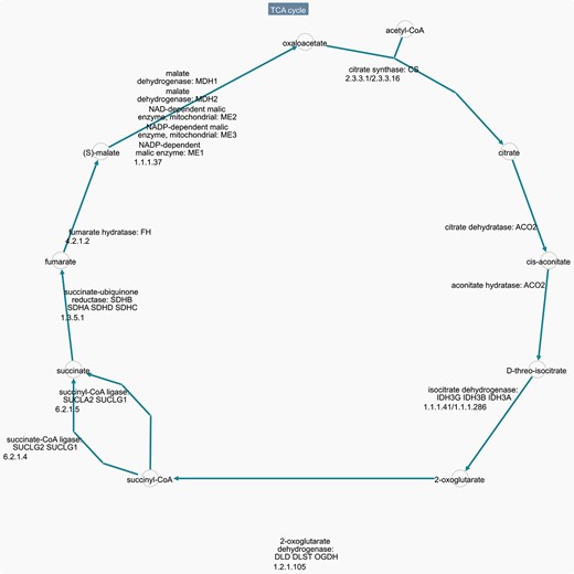 Homo sapiens TCA pathway downloaded from BioCyc database. Link: https://humancyc.org/cytoscape-js/ovsubset.html?orgid=HUMAN&pwys=PWY66-398.