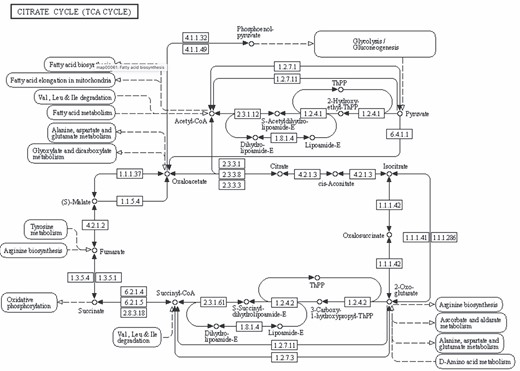 CitrateCycle(TCA Cycle) pathway downloaded from KEGG database. Link: https://www.genome.jp/pathway/map00020.