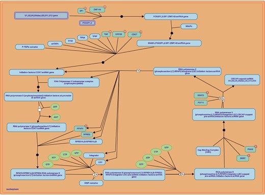 RNA polymerase II transcribes snRNA genes pathway downloaded from Reactome database. Link: https://reactome.org/PathwayBrowser/#/R-HSA-6807505&PATH=R-HSA-74160,R-HSA-73857.