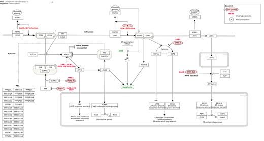 Endoplasmic reticulum stress response in coronavirus infection (Homo sapiens) pathway downloaded from Wikipathways database. Link: https://www.wikipathways.org/index.php/Pathway:WP4861.