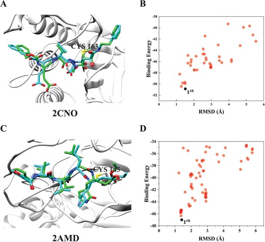 Comparison between the crystal structure (cyan) and HCovDock predicted pose (green) for two successfully docked complexes, where the protein is represented by molecular ribbons and the ligands are in stick mode. (A) Target 2CNO with a ligand containing 27 rotatable bonds, where the RMSD of the top pose is 1.51 Å. (B) The relationship between the binding scores and the RMSDs for top 100 binding conformations of 2CNO. (C) Target 2AMD with a ligand containing 23 rotatable bonds, where the RMSD of the top pose RMSD is 1.41 Å. (D) The relationship between the binding scores and the RMSDs for top 100 binding conformations of 2AMD.